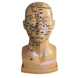 頭部鍼灸模型 (中国語) 鍼灸経穴模型 人体模型 人体標本 人体モデル 経穴模型 経絡人形 人体 模型 つぼ ツボ マッサージ 教材 実験 整体院 鍼灸院
