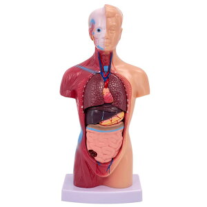 l̖͌^ 28cm 15p[c l̉U  W{ ^Cv  wZ I a@ pY fbT f g\[