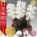 【楽天1位/最短あすに届く】大輪胡蝶蘭 3本立 35輪前後〜 領収書発行可能 産地直送 ラッピング・立札無料 育て方パンフレット付 TV紹介 多数受賞 コチョウラン 鉢花 開店祝い お祝い 花 誕生日 還暦 開院 開業 移転 当選 就任 昇進 退職 お供え 御供フラワーギフト