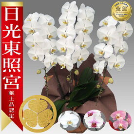 【楽天1位/最短翌日配送】大輪胡蝶蘭 3本立 35輪前後～ 領収書発行可能 産地直送 ラッピング・立札無料 育て方パンフレット付 TV紹介 多数受賞 コチョウラン 鉢花 開店祝い お祝い 花 誕生日 還暦 開院 開業 移転 当選 就任 昇進 退職 お供え 御供フラワーギフト