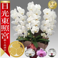 【楽天1位/最短あすに届く】大輪胡蝶蘭 3本立 35輪前後〜 領収書発行可能 産地直送 ラッピング・立札無料…