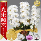 【楽天1位/最短翌日配送】大輪胡蝶蘭 3本立 38輪前後～ 領収書発行可能 産地直送 ラッピング・立札無料 育て方パンフレット付 TV紹介 多数受賞 コチョウラン 鉢花 開店祝い お祝い 花 誕生日 還暦 開院 開業 移転 当選 就任 昇進 退職 お供え 御供フラワーギフト