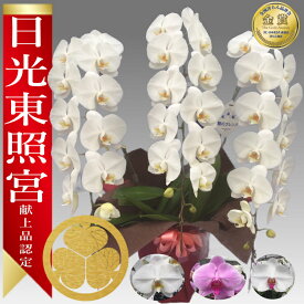 【楽天1位/最短翌日配送】】大輪胡蝶蘭 3本立 40輪前後～ 領収書発行可能 産地直送 ラッピング・立札無料 育て方パンフレット付 TV紹介 多数受賞 コチョウラン 鉢花 開店祝い お祝い 花 誕生日 還暦 開院 開業 移転 当選 就任 昇進 退職 お供え 御供フラワーギフト