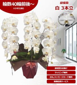 �y���܎��/�ŒZ�����ɓ͂��z�z��֌Ӓ��� 3�{�� 40�֑O��` �̎������s�\ �Y�n���� ���b�s���O�E���D���� ��ĕ��p���t���b�g�t TV�Љ� ������� �R�`���E���� ���� �J�X�j�� ���j�� �� 