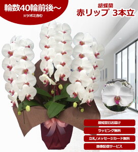 yyV1/ŒZɓ͂zz֌Ӓ 3{ 40֑O` ̎s\ Yn bsOED ĕptbgt TVЉ  R`E  JXj j  a