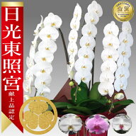 【楽天1位/最短あすに届く】大輪胡蝶蘭 3本立 42輪前後〜 領収書発行可能 産地直送 ラッピング・立札無料…