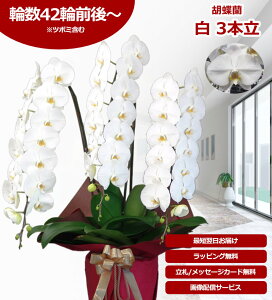 yyV1/ŒZɓ͂z֌Ӓ 3{ 42֑O` ̎s\ Yn bsOED ĕptbgt TVЉ  R`E  JXj j  a