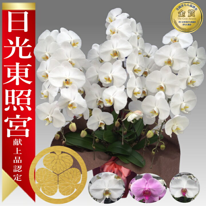 楽天市場】【楽天1位/最短あすに届く】大輪胡蝶蘭 5本立 50輪前後 