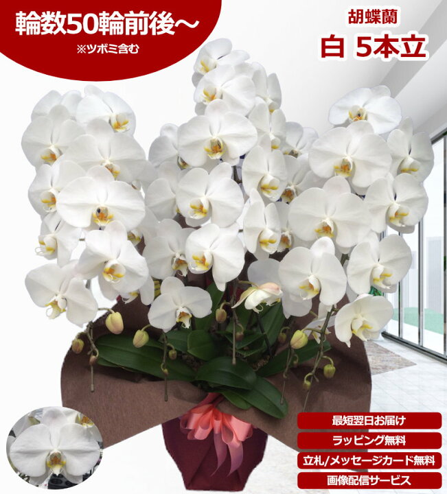 楽天市場】【楽天1位/最短あすに届く】大輪胡蝶蘭 5本立 50輪前後 