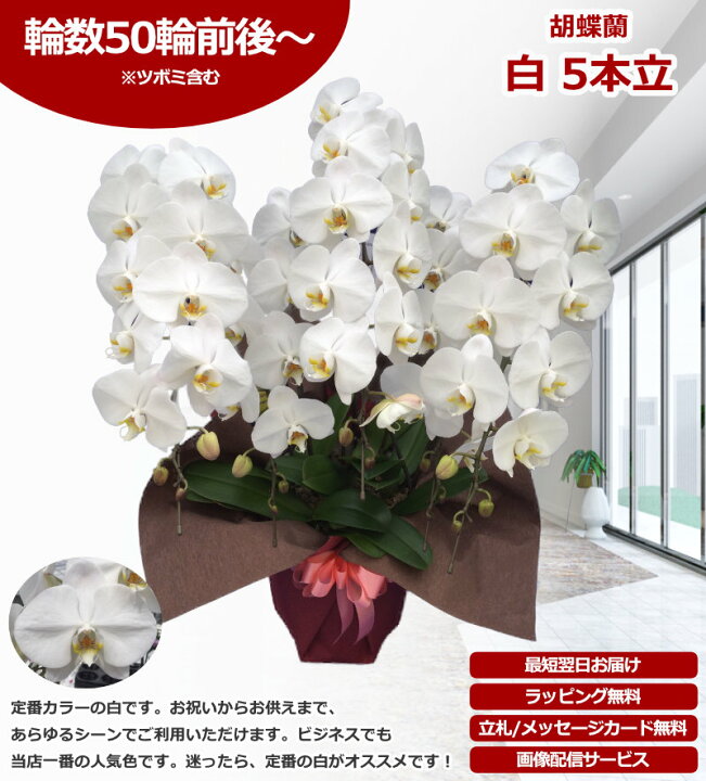 楽天市場】【楽天1位/最短あすに届く】大輪胡蝶蘭 5本立 50輪前後 