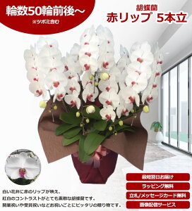 �y�y�V1��/�ŒZ�����ɓ͂��z��֌Ӓ��� 5�{�� 50�֑O��` �̎������s�\ �Y�n���� ���b�s���O�E���D���� ��ĕ��p���t���b�g�t TV�Љ� ������� �R�`���E���� ���� �J�X�j�� ���j�� �� �a��