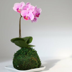 yŒZ͂z}CNӒ RP 1{ ۋʌӒ ~jE~fB}CNӒ VO ̎s\ Yn bsOEbZ[W ĕptbgt TVЉ 