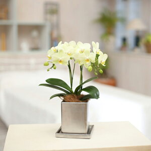 y̓MtgzEW!Ŗm̃~fBӒN[ 2{yy_Nxzj z