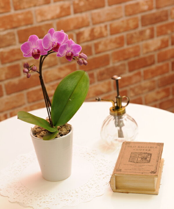 楽天市場 マイクロ胡蝶蘭１本立ち花 ギフト お祝い 開店祝い ピンク 輝花 あす楽 年中無休 送料無料 あす楽 年中無休 あす楽 土曜営業 あす楽 日曜営業 あすに届けるお花屋さん 輝花