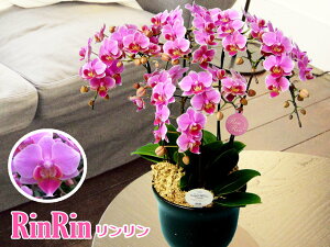 y̓MtgzEW!Ŗm̃5{̓xj[[W5{~fBӒj z