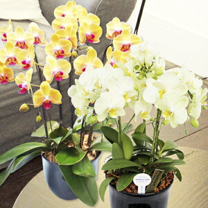 y̓MtgzEW!Ŗm̃CG[n̓IWn5{~fBӒj z