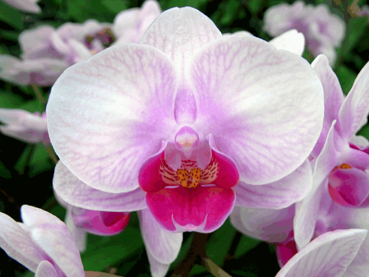 楽天市場】☆世界ラン展多数受賞!椎名洋ラン園のランラン2本立□送料