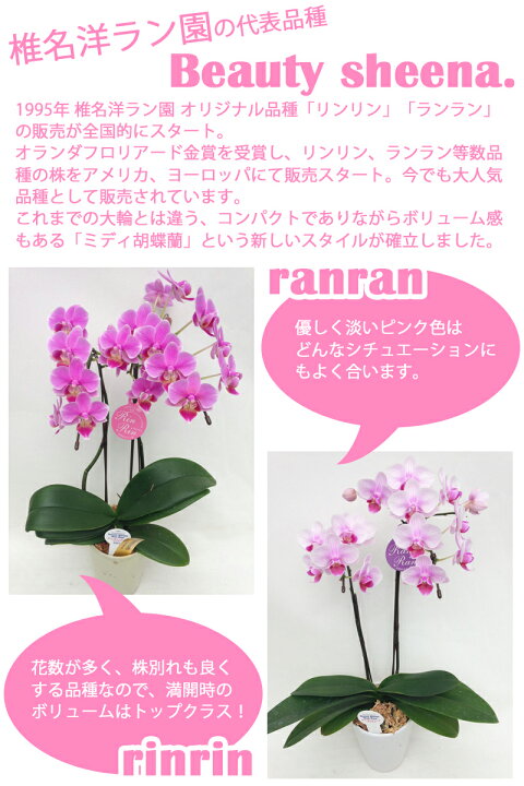 楽天市場】椎名洋ラン園のリンリン2本立 世界ラン展多数受賞!□送料  