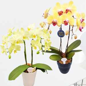 y̓MtgzEW!Ŗm̃CG[n̓IWn2{~fBӒj z