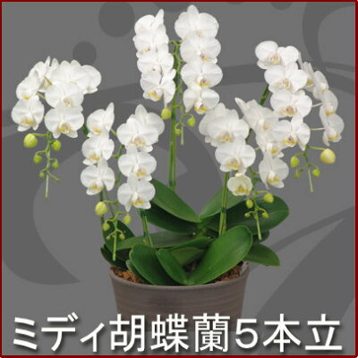 楽天市場 胡蝶蘭 ミディ 5本立ち 選べる４色 あす楽 送料無料 札 ラッピング無料 木札 白 ピンク 赤リップ 黄色 コチョウラン 鉢花 開店祝い お祝い 花 誕生日 還暦 米寿 開院 開業 移転 当選 就任 昇進 退職 お供え 贈り物 フラワーギフト 鉢花