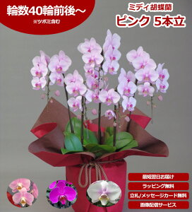 �y�_�ѐ��Y��b��/�����y�z�~�f�B�Ӓ��� 5�{�� 40�ֈȏ� �̎������s�\ �Y�n���� ���b�s���O�E���D���� ��ĕ��p���t���b�g�t TV�Љ� ������� �R�`���E���� ���� �J�X�j�� ���j�� �� �a��