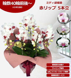 �y�_�ѐ��Y��b��/�����y�z�~�f�B�Ӓ��� 5�{�� 40�ֈȏ� �̎������s�\ �Y�n���� ���b�s���O�E���D���� ��ĕ��p���t���b�g�t TV�Љ� ������� �R�`���E���� ���� �J�X�j�� ���j�� �� �a��