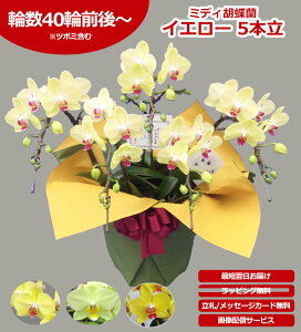 �y�_�ѐ��Y��b��/�����y�z�~�f�B�Ӓ��� 5�{�� 40�ֈȏ� �̎������s�\ �Y�n���� ���b�s���O�E���D���� ��ĕ��p���t���b�g�t TV�Љ� ������� �R�`���E���� ���� �J�X�j�� ���j�� �� �a��