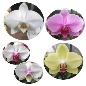 �y�_�ѐ��Y��b��/�����y�z�~�f�B�Ӓ��� 3�{���� 25�ֈȏ� �̎������s�\ �Y�n���� ���b�s���O�E���D���� ��ĕ��p���t���b�g�t TV�Љ� ������� �R�`���E���� ���� �J�X�j�� ���j�� �� �a