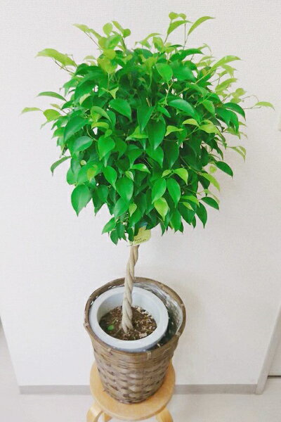 【楽天1位】【あす楽】【年中無休】【送料無料】【観葉植物】ベンジャミントピアリー7号寸バスケット付☆開店祝い,新築祝いに輝華オススメ【楽ギフ_包装】