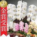 【楽天1位/最短あすに届く】胡蝶蘭 3本立 27輪前後〜 領収書発行可能 産地直送 ラッピング・立札無料 育て方パンフレット付 TV紹介 多数受賞 コチョウラン 鉢花 開店祝い お祝い 花 誕生日 還暦 米寿 開院 開業 移転 当選 就任 昇進 退職 お供え 御供フラワーギフト