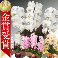 胡蝶蘭【楽天1位/最短あすに届く】胡蝶蘭 3本立ち 27輪前後〜 領収書発行可能 産地直送 ラッピング・立札…