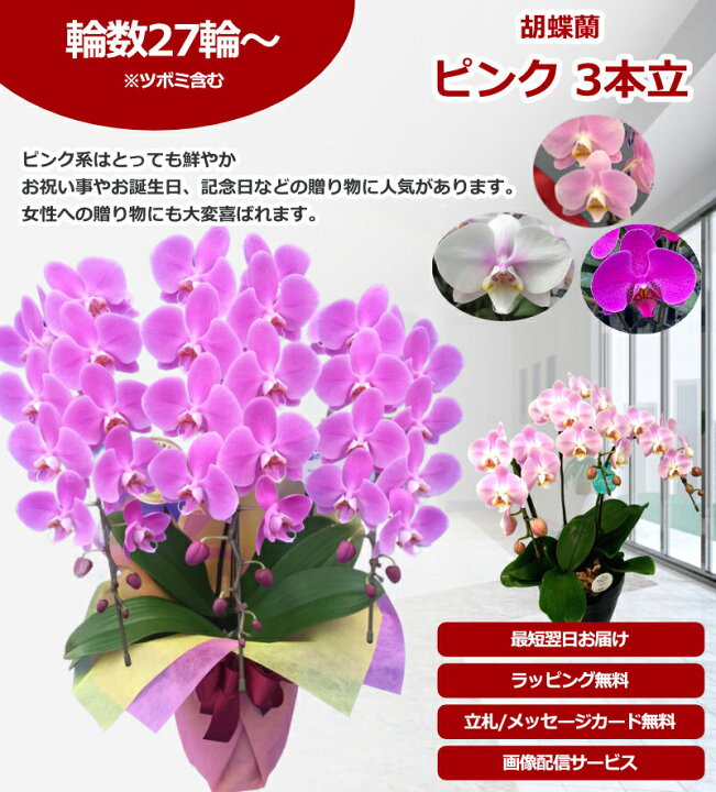 楽天市場】【楽天1位/最短あすに届く】胡蝶蘭 3本立 27輪前後〜 領収書 