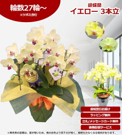 胡蝶蘭【楽天1位/最短あすに届く】胡蝶蘭 3本立ち 27輪前後〜 領収書発行可能 産地直送 ラッピング・立札無料 育て方パンフレット付 TV紹介 多数受賞 コチョウラン 鉢花 開店祝い お祝い 花 誕生日 還暦 米寿 開院 開業 移転 当選 就任 昇進 退職 お供え 御供 フラワーギフト