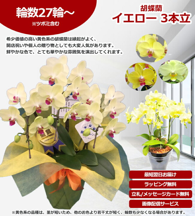 楽天市場】【楽天1位/最短あすに届く】胡蝶蘭 3本立 27輪前後〜 領収書 