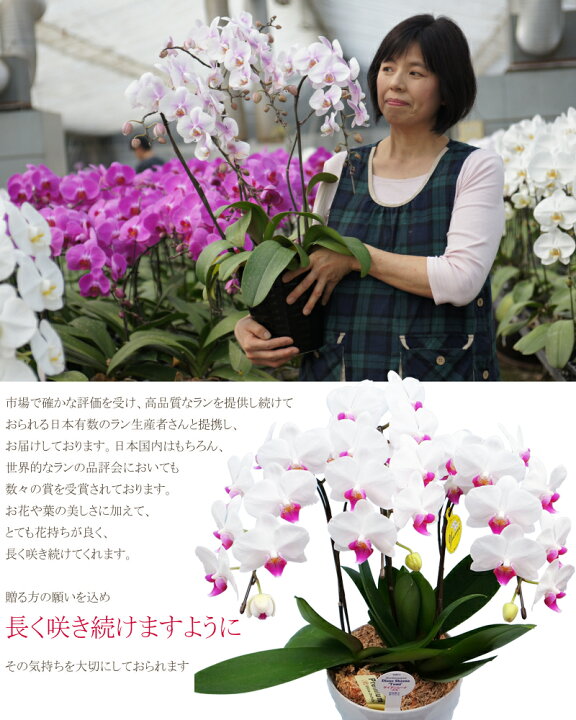 楽天市場 胡蝶蘭 3本立ち 27輪 10 000円 選べる4色 あす楽 送料無料 札 ラッピング無料 木札 白 ピンク 赤リップ 黄色 コチョウラン 鉢花 開店祝い お祝い 花 誕生日 還暦 米寿 開院 開業 移転 当選 就任 昇進 退職 お供え 贈り物 フラワーギフト