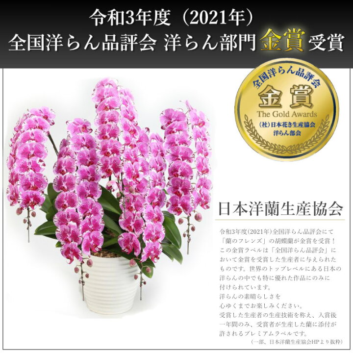 楽天市場】【楽天1位/最短あすに届く】大輪胡蝶蘭 5本立 50輪前後 