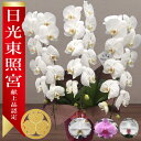 【日光東照宮献上品/あす楽】大輪胡蝶蘭 3本立 43輪前後〜 領収書発行可能 産地直送 ラッピング・立札無料 育て方パンフレット付 TV紹介 多数受賞 コチョウラン 鉢花 開店祝い お祝い 花 誕生日 還暦 米寿 開院 開業 移転 当選 就任 昇進 退職 お供え 御供フラワーギフト