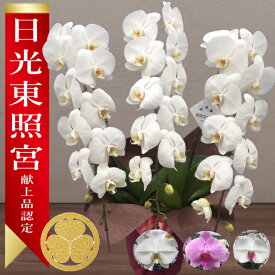 【日光東照宮献上品/あす楽】大輪胡蝶蘭 3本立 43輪前後〜 領収書発行可能 産地直送 ラッピング・立札無料 育て方パンフレット付 TV紹介 多数受賞 コチョウラン 鉢花 開店祝い お祝い 花 誕生日 還暦 米寿 開院 開業 移転 当選 就任 昇進 退職 お供え 御供フラワーギフト