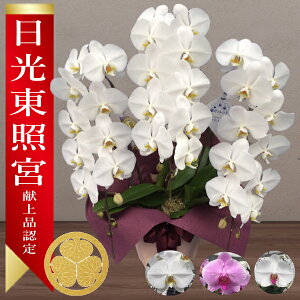 yɓ͂zƋ{ɌiƂėBF肳ꂽӒYn ܗ𑽐 ֌Ӓ3{ 35֑O ̎s\ Yn bsO D ĕptbgt TV