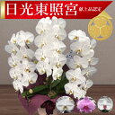 【日光東照宮献上品/あす楽】大輪胡蝶蘭 3本立 37輪前後〜 領収書発行可能 産地直送 ラッピング・立札無料 育て方パンフレット付 TV紹介 多数受賞 コチョウラン 鉢花 開店祝い お祝い 花 誕生日 還暦 米寿 開院 開業 移転 当選 就任 昇進 退職 お供え 御供フラワーギフト