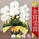 【金賞受賞！/あす楽】胡蝶蘭 3本立 27輪前後〜 領収書発行可能 産地直送 ラッピング・立札無料 育て方パンフレット付 TV紹介 多数受賞 コチョウラン 鉢花 開店祝い お祝い 花 誕生日 還暦 米寿 開院 開業 移転 当選 就任 昇進 退職 お供え 御供 贈り物 フラワーギフト