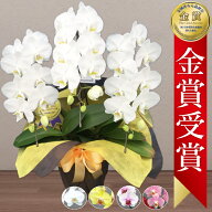 楽天1位【金賞受賞！/最短あすに届く】胡蝶蘭 3本立 27輪前後〜 領収書発行可能 産地直送 ラッピング・立…