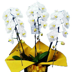 yɓ͂zӒ 3{ y Nx  Ƌ{iƂėBF肳ꂽӒYnyJXjzj  JXj 27ց` z