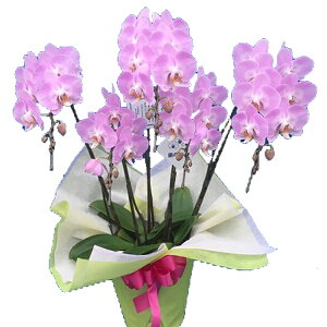 �y�ŒZ�����ɓ͂��z�Ӓ���(�R�`���E����) �~�f�B�s���N 5�{�� 40�ֈȏ� �̎������s�\ �Y�n���� ���b�s���O�E���D���� ��ĕ��p���t���b�g�t TV�Љ� ������� �R�`���E���� ���� �J�X�j�� 