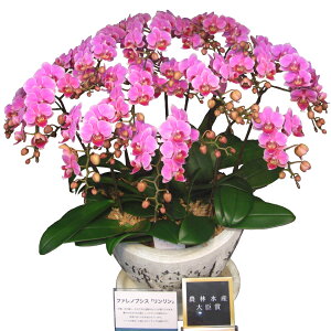 Ӓ(R`E) ~fB sN 10{y\Ώۏizyzi22jyӒzyʔ́zylizy̔zyĕEǗ@zz