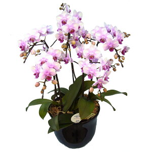 Ӓ(R`E) ~fB sN 5{yzi25j z