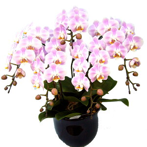 Ӓ(R`E) ~fB sN 5{ 蕨 ԁy\Ώۏizyzi29j z