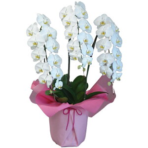 y_ѐYb/yz֌Ӓ 3{ 30֑O` ̎s\ Yn bsOED ĕptbgt TVЉ  R`E  JXj j  a