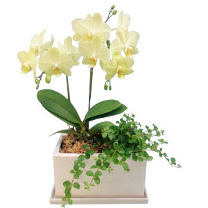 y̓MtgzEW!Ŗm̊ϗt񂹃~fB2{(CG[)IWi픫~fBӒj z