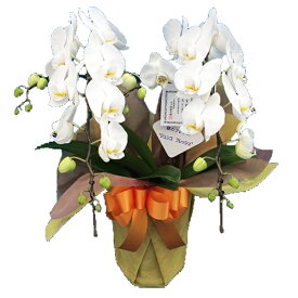 楽天市場 大臣 就任 祝電の通販